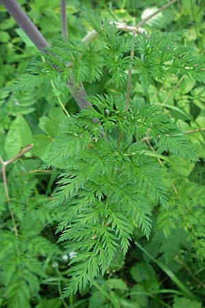 Chaerophyllum bulbosum \ Rben-Klberkropf, Knollenkerbel / Turip-Rooted Chervil, D Lampertheim 15.6.2006