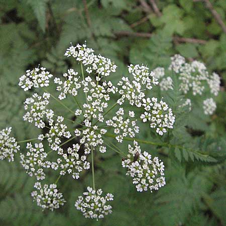 Anthriscus nitida \ Glanz-Kerbel / Glossy-Leaved Parsley, D Neuleiningen 16.6.2006