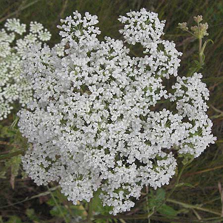 Pimpinella peregrina \ Fremde Bibernelle / Southern Burnet Saxifrage, D Eisenberg 16.6.2006