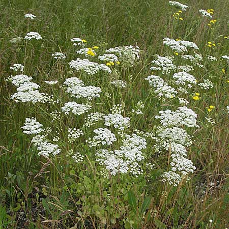 Pimpinella peregrina \ Fremde Bibernelle / Southern Burnet Saxifrage, D Eisenberg 16.6.2006