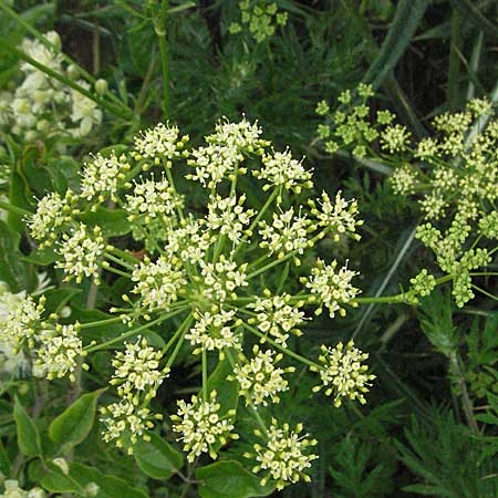 Peucedanum alsaticum \ Elssser Haarstrang, D Neuleiningen 1.7.2006