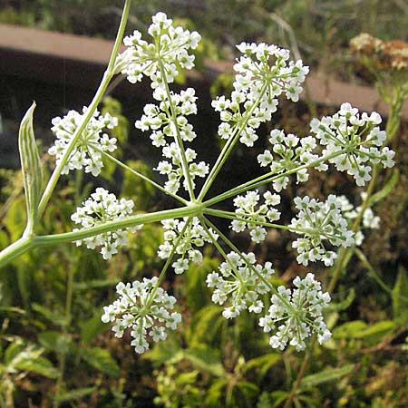 Pimpinella major \ Groe Bibernelle, D Mannheim 25.7.2006