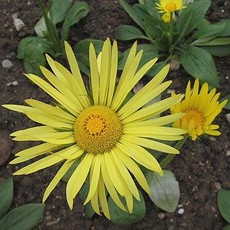 Doronicum hungaricum \ Ungarische Gmswurz / Hungarian Leopard's-Bane, D Botan. Gar.  Universit.  Heidelberg 17.3.2007