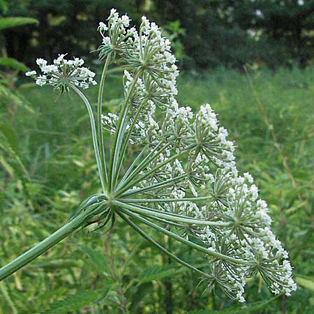 Peucedanum palustre \ Sumpf-Haarstrang / Marsh Hog's Parsley, Milk Parsley, D Hassloch 26.6.2007