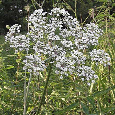 Peucedanum palustre \ Sumpf-Haarstrang / Marsh Hog's Parsley, Milk Parsley, D Hassloch 26.6.2007