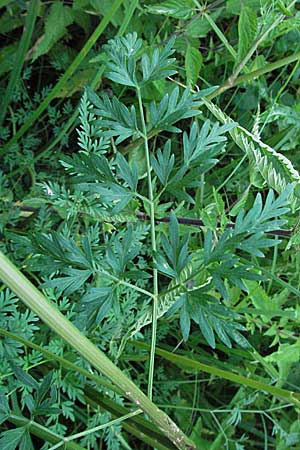 Peucedanum palustre / Marsh Hog's Parsley, Milk Parsley, D Hassloch 26.6.2007