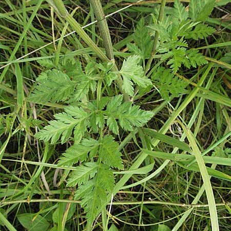 Torilis japonica \ Gewhnlicher Klettenkerbel / Upright Hedge Parsley, D Wiesloch 30.6.2007