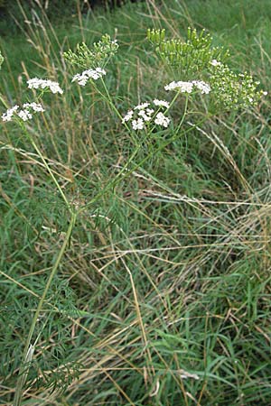 Chaerophyllum bulbosum \ Rben-Klberkropf, Knollenkerbel / Turip-Rooted Chervil, D Lampertheim 1.7.2007