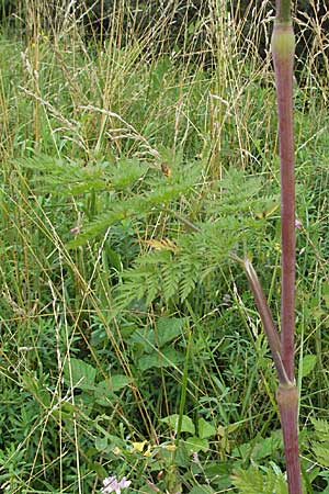 Chaerophyllum bulbosum \ Rben-Klberkropf, Knollenkerbel / Turip-Rooted Chervil, D Lampertheim 1.7.2007