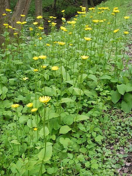 Doronicum pardalianches \ Kriechende Gmswurz / Great False Leopard's-Bane, D Meisenheim 15.5.2010