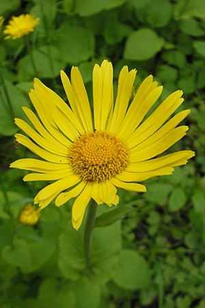 Doronicum pardalianches \ Kriechende Gmswurz, D Meisenheim 15.5.2010