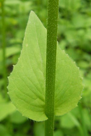 Doronicum pardalianches \ Kriechende Gmswurz, D Meisenheim 15.5.2010