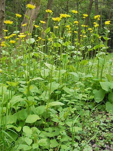 Doronicum pardalianches \ Kriechende Gmswurz, D Meisenheim 15.5.2010