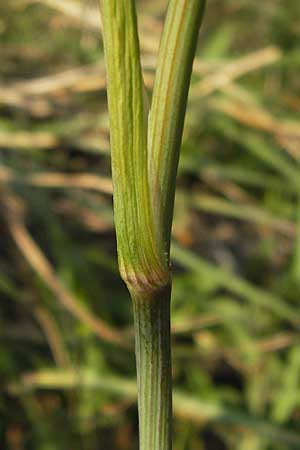 Cnidium dubium \ Sumpf-Brenndolde, D Pfalz, Speyer 25.7.2012