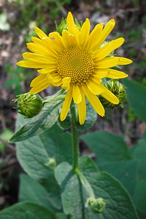 Doronicum austriacum \ sterreicher Gmswurz, D Zwiesel 9.6.2014