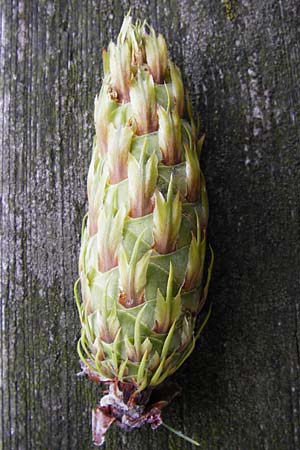 Pseudotsuga menziesii \ Grne Douglasie / Douglas Fir, D Gladenbach 17.8.2014