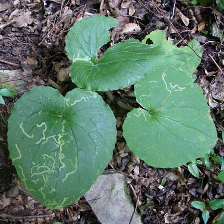 Doronicum pardalianches / Great False Leopard's-Bane, D Dhaun 16.6.2008