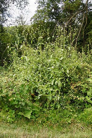 Dipsacus pilosus \ Behaarte Karde / Small Teasel, D Gimbsheim 3.8.2014