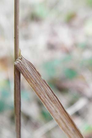 Dactylis polygama / Slender Cocksfoot Grass, D Bensheim 1.10.2014