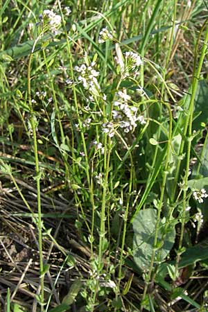 Draba muralis \ Mauer-Felsenblmchen / Wall Whitlowgrass, D Viernheim 25.4.2008