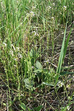 Draba muralis \ Mauer-Felsenblmchen / Wall Whitlowgrass, D Viernheim 25.4.2008