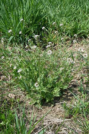 Draba muralis \ Mauer-Felsenblmchen / Wall Whitlowgrass, D Rheinhessen, Frei-Laubersheim 26.4.2008