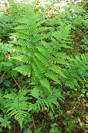 Dryopteris dilatata \ Breitblttriger Dornfarn, Groer Dornfarn, D Kempten 22.5.2009