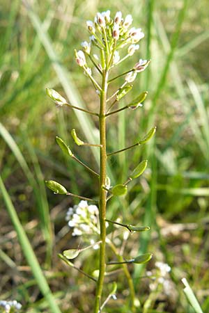 Draba muralis \ Mauer-Felsenblmchen / Wall Whitlowgrass, D Viernheim 25.4.2008