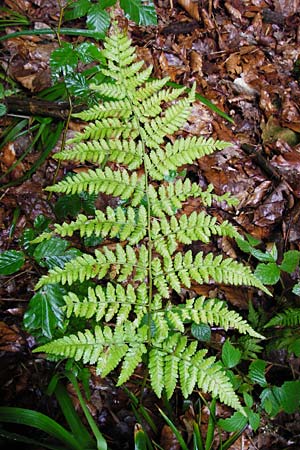 Dryopteris remota \ Entferntfiedriger Wurmfarn, D Schwarzwald, Reichental 12.7.2014