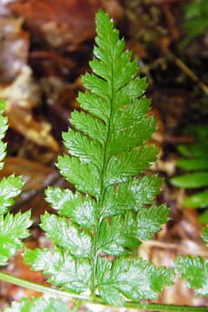 Dryopteris remota \ Entferntfiedriger Wurmfarn, D Schwarzwald, Reichental 12.7.2014