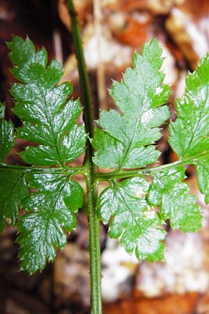 Dryopteris remota \ Entferntfiedriger Wurmfarn / Scaly Buckler Fern, D Schwarzwald/Black-Forest, Reichental 12.7.2014