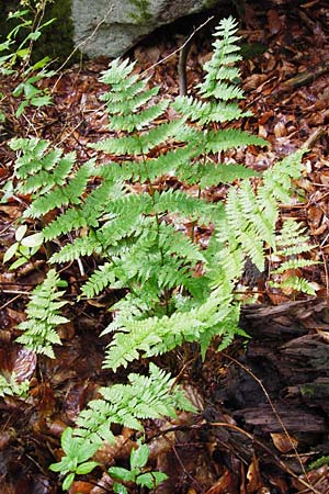 Dryopteris remota \ Entferntfiedriger Wurmfarn, D Schwarzwald, Reichental 12.7.2014