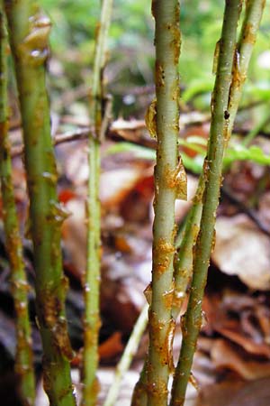 Dryopteris remota \ Entferntfiedriger Wurmfarn, D Schwarzwald, Reichental 12.7.2014