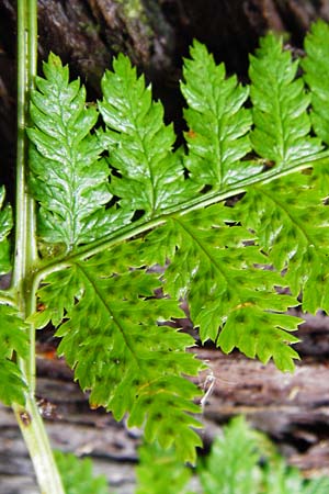 Dryopteris remota \ Entferntfiedriger Wurmfarn, D Schwarzwald, Reichental 12.7.2014