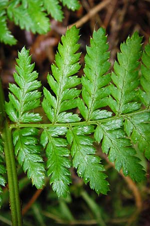 Dryopteris remota \ Entferntfiedriger Wurmfarn / Scaly Buckler Fern, D Schwarzwald/Black-Forest, Reichental 12.7.2014