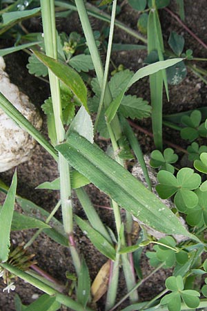 Digitaria sanguinalis \ Blutrote Fingerhirse, D Karlsruhe 24.7.2010