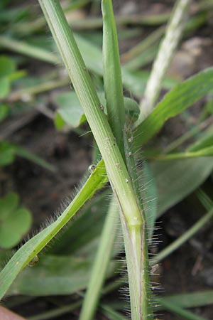 Digitaria sanguinalis \ Blutrote Fingerhirse, D Karlsruhe 24.7.2010