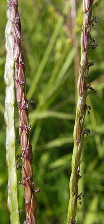 Digitaria sanguinalis \ Blutrote Fingerhirse, D Reilingen 11.9.2010