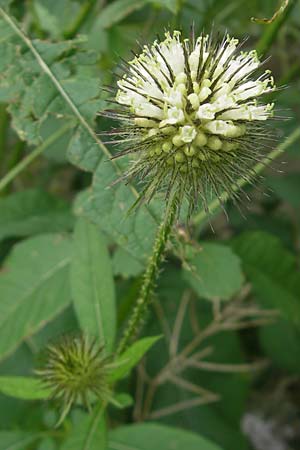 Dipsacus strigosus \ Schlanke Karde, D Unterschleißheim 30.7.2011