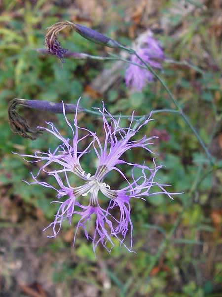 Dianthus superbus subsp. superbus \ Gewhnliche Prachtnelke / Superb Pink, Large Pink, D Eberbach 6.10.2014