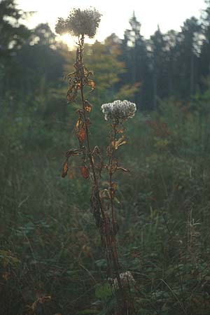 Eupatorium cannabinum \ Wasserdost / Hemp Agrimony, D Pforzheim 22.10.1980