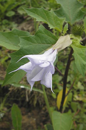 Datura stramonium var. tatula \ Blauer Stechapfel / Purple Thorn Apple, D Reilingen 13.9.2010