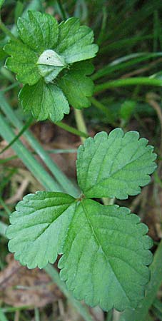 Potentilla indica \ Indische Schein-Erdbeere, D Schriesheim-Altenbach 2.8.2006