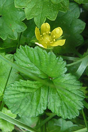 Potentilla indica \ Indische Schein-Erdbeere, D Schriesheim-Altenbach 5.8.2006