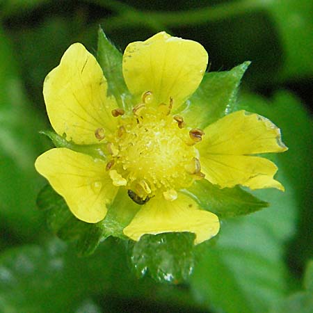 Potentilla indica \ Indische Schein-Erdbeere / Yellow-flowered Strawberry, D Schriesheim-Altenbach 5.8.2006