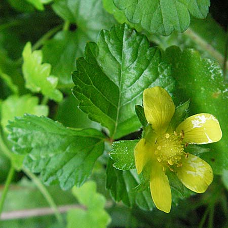 Potentilla indica / Yellow-flowered Strawberry, D Schriesheim-Altenbach 5.8.2006