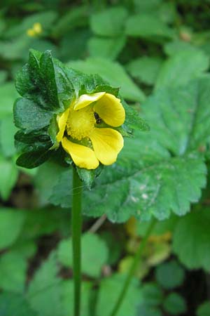 Potentilla indica \ Indische Schein-Erdbeere / Yellow-flowered Strawberry, D Bruchsal 13.5.2011