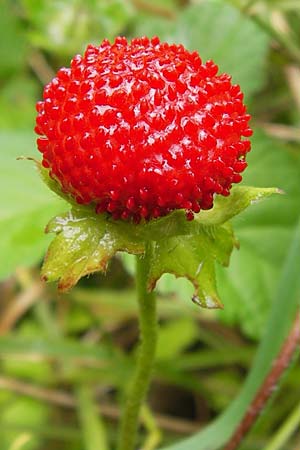 Potentilla indica \ Indische Schein-Erdbeere / Yellow-flowered Strawberry, D Groß-Umstadt 29.6.2013