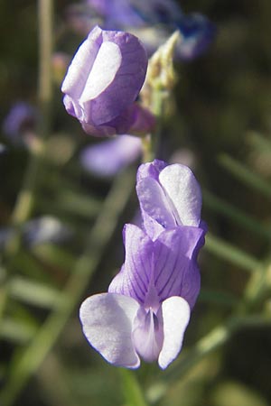 Vicia dalmatica \ Dalmatinische Vogel-Wicke / Bramble Vetch, D Rauenberg 18.5.2011