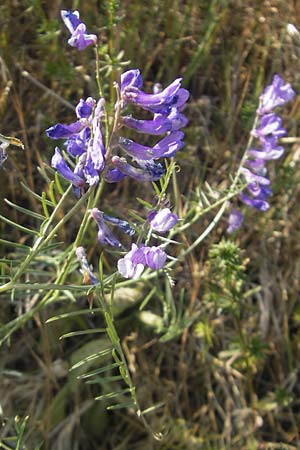 Vicia dalmatica \ Dalmatinische Vogel-Wicke / Bramble Vetch, D Rauenberg 18.5.2011